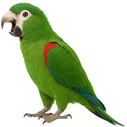 Noble Macaw